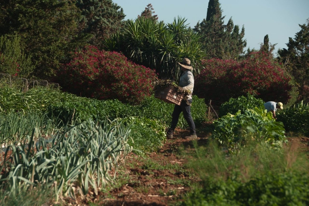 Experiencias rurales y gastronomía en Mallorca