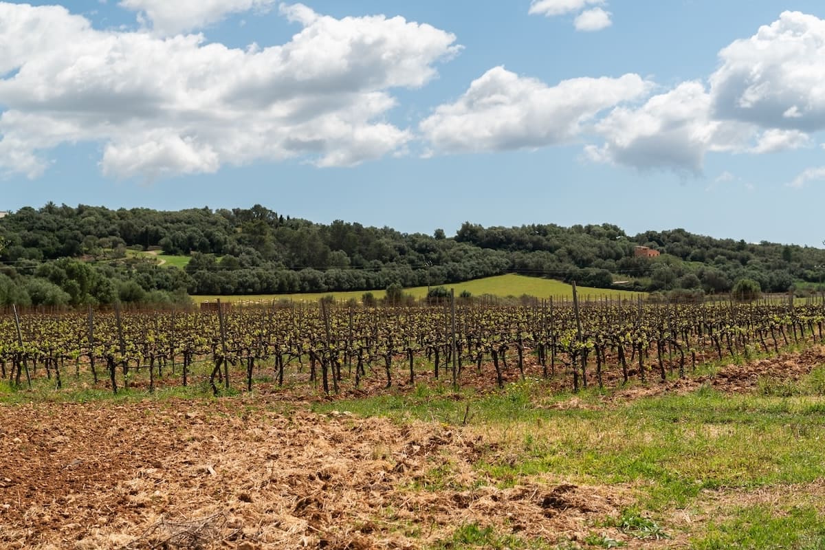 Mayolet_Ext_Vineyards