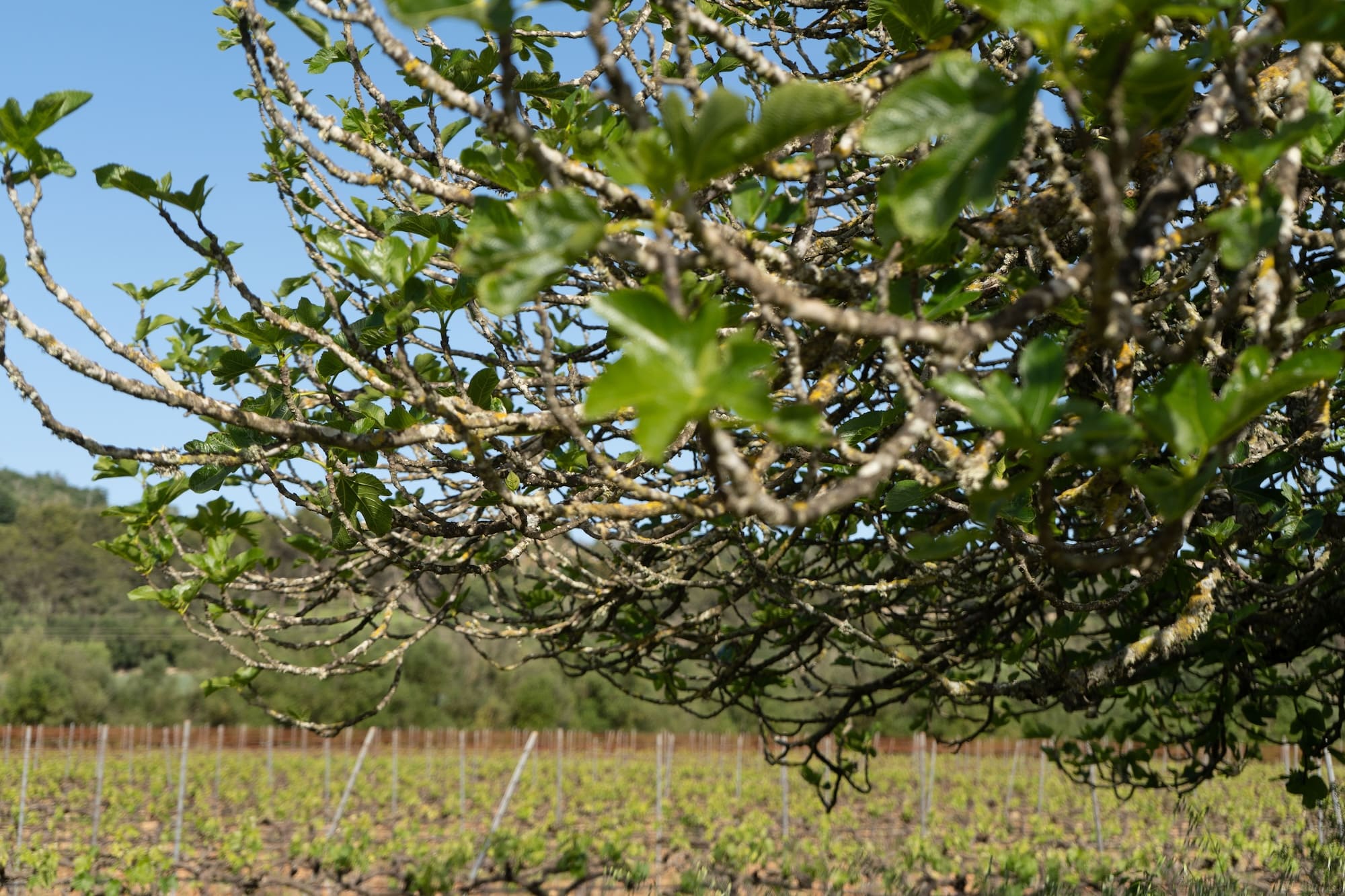 Ecken unseres Agrotourismusbetriebs auf Mallorca, Es Mayolet.